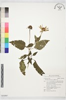 塊根向日葵藏品圖，第1張