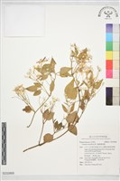 圓錐鐵線蓮藏品圖，第1張