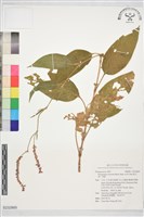黏毛蓼、香蓼藏品圖，第1張