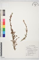 登錄號:S232870藏品圖，第1張