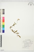 大待宵草藏品圖，第1張