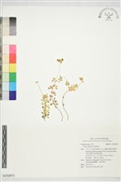 登錄號:S232873藏品圖，第1張