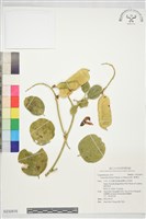 肥豬豆藏品圖，第1張