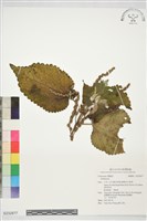 登錄號:S232877藏品圖，第1張