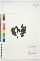 濱薊藏品圖，第1張