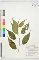 糙葉樹藏品圖，第1張