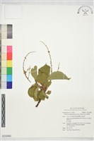 粗糠柴藏品圖，第1張