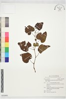 山葡萄藏品圖，第1張