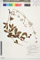 輪葉沙參藏品圖，第1張