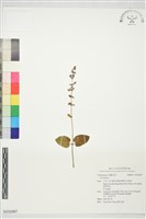 登錄號:S232887藏品圖，第1張