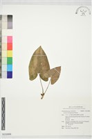 登錄號:S232888藏品圖，第1張