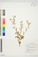 登錄號:S232889藏品圖，第1張