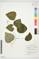 千金藤、金線吊烏龜藏品圖，第1張