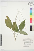 登錄號:S232897藏品圖，第1張