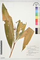 山月桃藏品圖，第1張