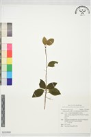 登錄號:S232900藏品圖，第1張