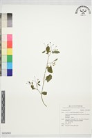 登錄號:S232902藏品圖，第1張