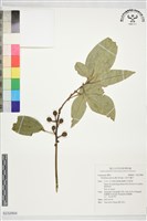 白新木薑子藏品圖，第1張