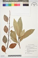 登錄號:S232905藏品圖，第1張