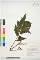 食茱萸藏品圖，第1張