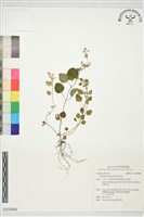 登錄號:S232908藏品圖，第1張