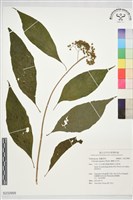 蘭嶼女兒茶藏品圖，第1張