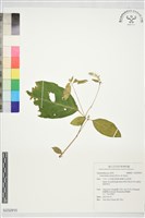 登錄號:S232910藏品圖，第1張