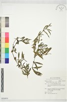 定經草、珠仔草藏品圖，第1張