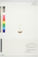 登錄號:S232916藏品圖，第1張