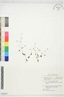 天蓬草、雀舌草藏品圖，第1張