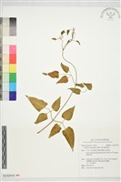 麥氏鐵線蓮藏品圖，第1張