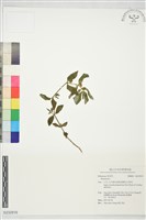 登錄號:S232919藏品圖，第1張