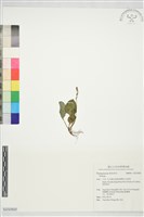 登錄號:S232920藏品圖，第1張