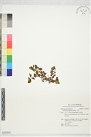 小茄藏品圖，第1張