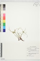 白鱗莎草藏品圖，第1張