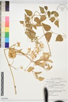 圓錐鐵線蓮藏品圖，第1張