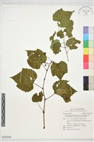 漢氏山葡萄藏品圖，第1張