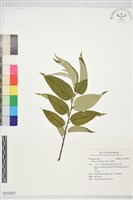 山黃麻藏品圖，第1張