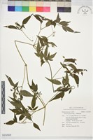 小葉鐵線蓮藏品圖，第1張