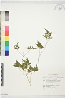 小葉鐵線蓮藏品圖，第1張