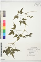 小葉鐵線蓮藏品圖，第1張