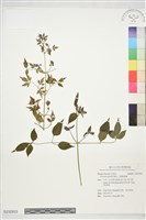 小葉鐵線蓮藏品圖，第1張