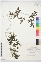 小葉鐵線蓮藏品圖，第1張