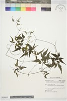 巴氏鐵線蓮藏品圖，第1張