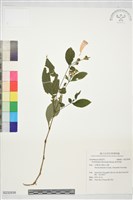 臺灣馬藍藏品圖，第1張