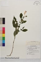 臺灣馬藍藏品圖，第2張