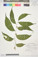 巒大冷清草藏品圖，第1張