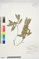 黃肉樹, 小梗木薑子藏品圖，第1張