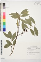 香葉樹藏品圖，第1張