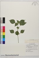 華九頭獅子草藏品圖，第2張